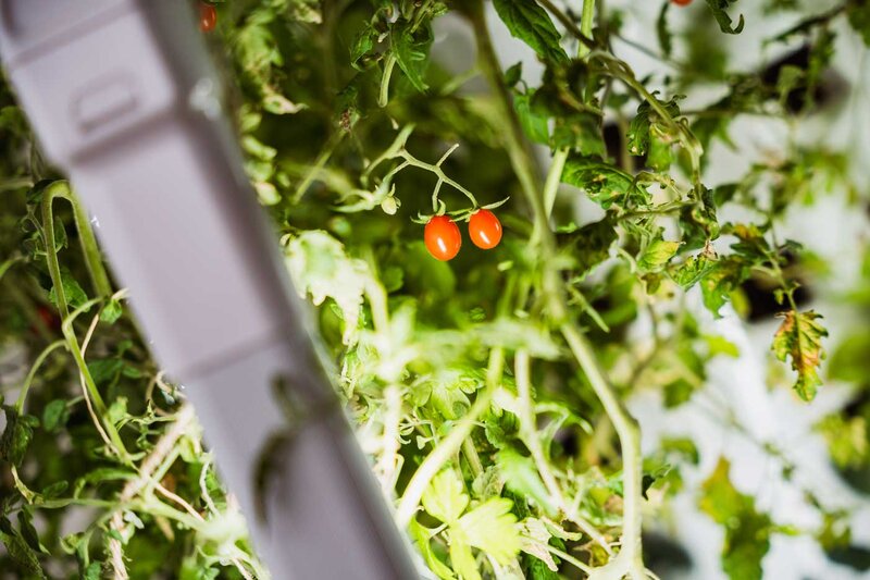 Nahaufnahme einer Tomatenpflanze unter künstlicher Beleuchtung zur nachhaltigen Pflanzenforschung im Sustain & Estate Lab.