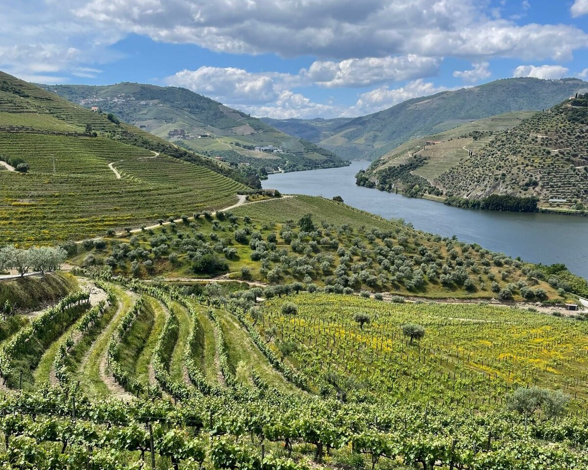 Weinberge im Douro-Tal bei Porto mit terrassenförmigen Reben, Olivenbäumen und Flusslandschaft unter blauem Himmel mit Wolken